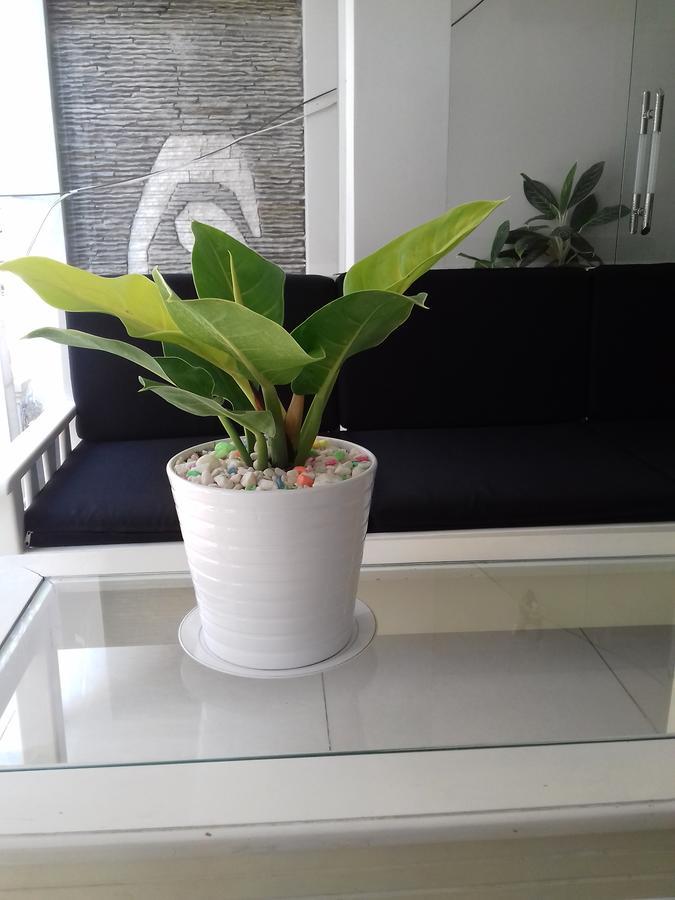 Seasala Hotel Vung Tau Exterior foto